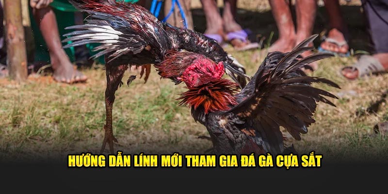 Hướng dẫn lính mới tham gia đá gà cựa sắt 