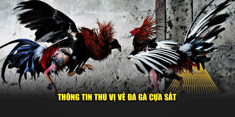 Bật mí thông tin thú vị về đá gà cựa sắt 