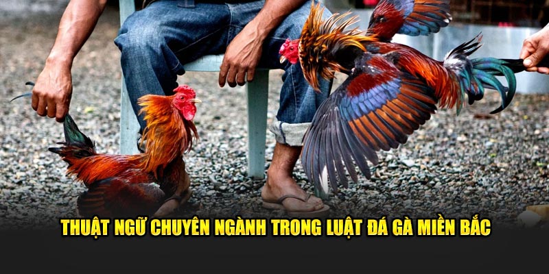 Thuật ngữ chuyên ngành trong luật đá gà miền Bắc