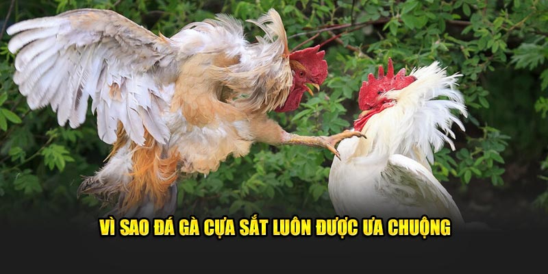 Vì sao đá gà cựa sắt luôn được ưa chuộng